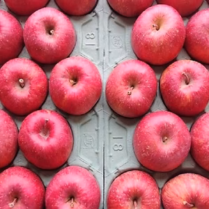 かぐや姫印　完熟サンふじりんご４Ｌサイズ１０ｋｇ