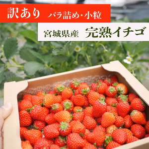 [今シーズン販売終了]ジャム加工におすすめ！宮城県産 イチゴ(小粒) 