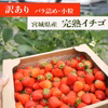 ジャム加工におすすめ！宮城県産 イチゴ(小粒) 