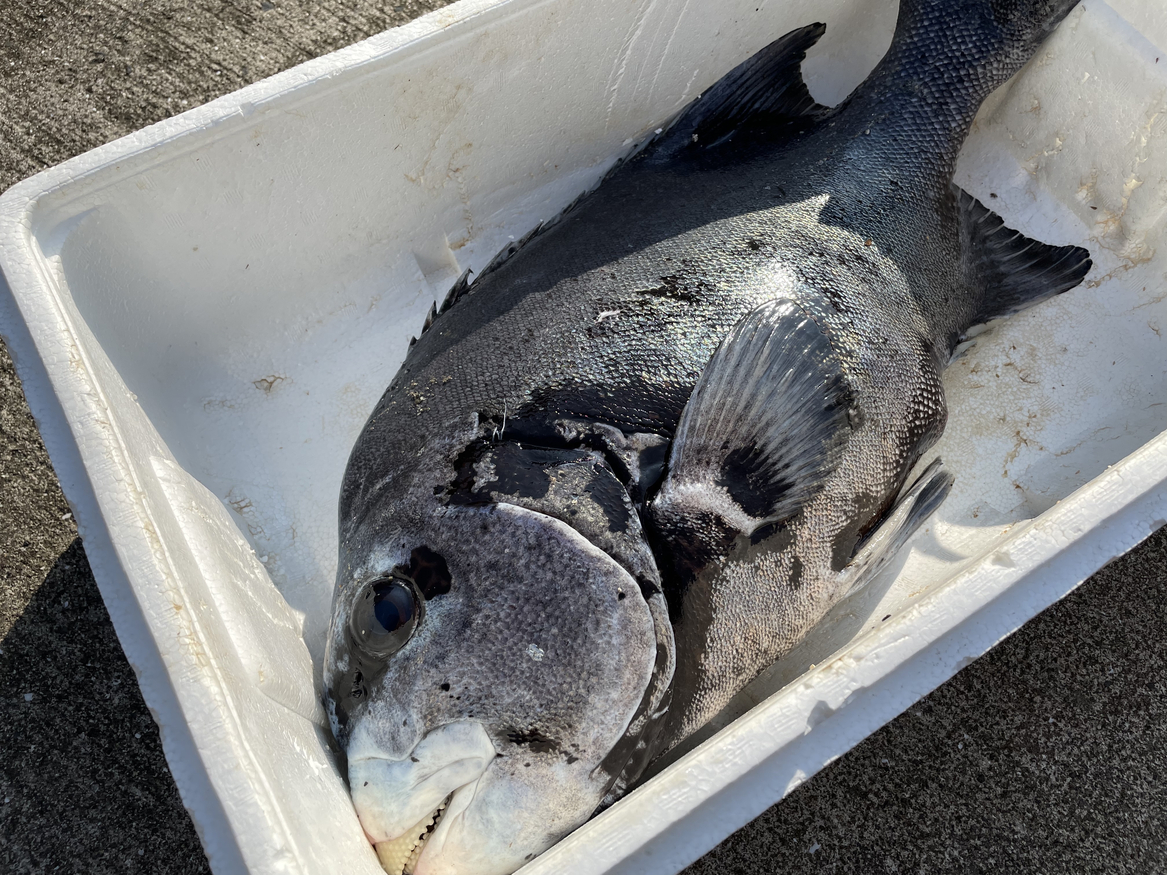 魚突き 捕獲動画あり クチジロ イシガキダイ 5 0kg鱗 下処理済み 農家漁師から産地直送の通販 ポケットマルシェ