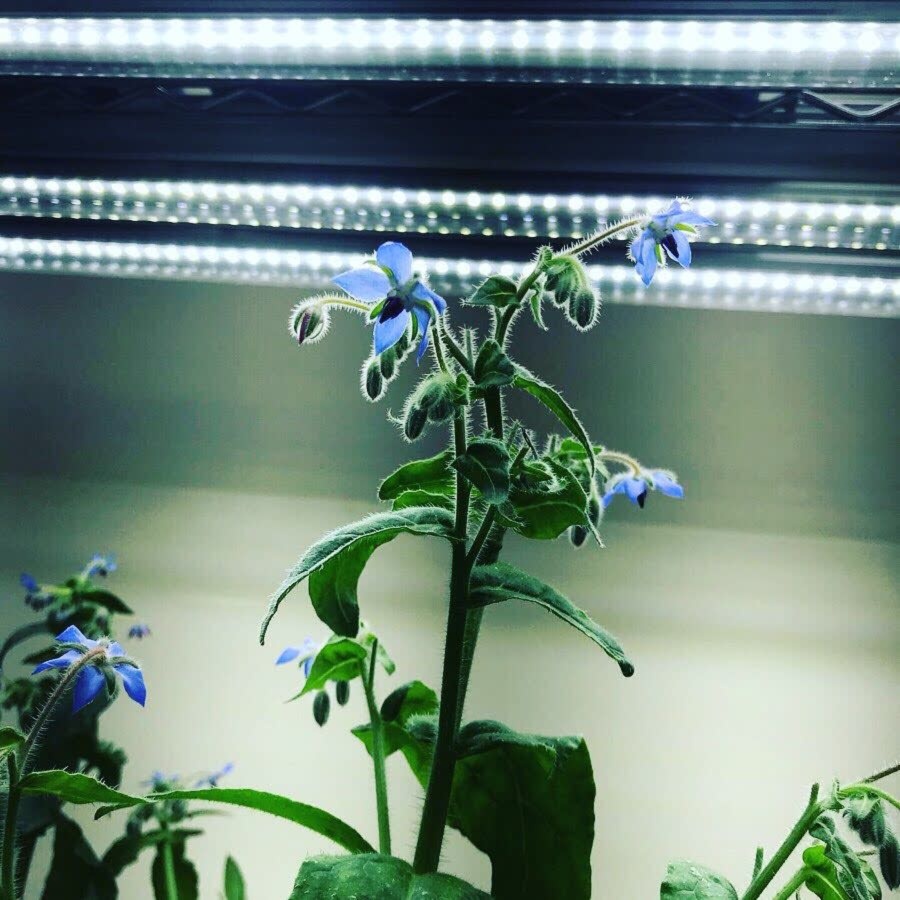 岐阜産 エディブルフラワー 食用 ボリジ10輪 年中収穫可 虫混入無し 農家漁師から産地直送の通販 ポケットマルシェ