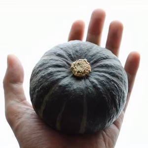 北海道十勝かぼちゃ【坊ちゃんカボチャ】北海道十勝芽室町 (数量限定)