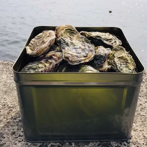 ＜殻付き５Ｋ・缶＞奥能登石川県　穴水産　旨味が詰まった美味しい真牡蠣＜加熱用＞