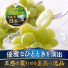 【リピーター続出】圧倒的糖度で五感を震わす樹熟シャインマスカット大容量約2kg