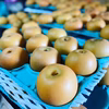 熊本県球磨村産❗️梨《豊水》2.5キロ箱(5〜6玉)⭐️贈答品⭐️