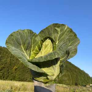 6【数量限定】農薬不使用の旨キャベツ！今だけの柔らかい春キャベツ