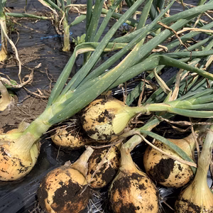 無農薬野菜 熊本県産 玉ねぎ 自然栽培