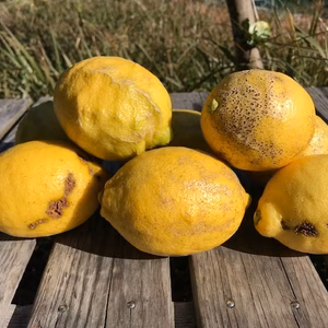 【Ｃ級品】さわやかな香りと酸味　エコレモン 2㎏【伊豆伊東産】　