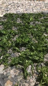 【天然】瀬戸内海藻セット！潮風香る～ひじき！わかめ！あおさ！