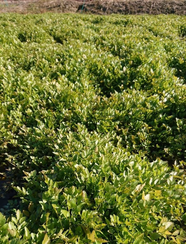 【切りセリ】美しい山々の湧き出る水で栽培した、美味しいセリ！！(5束で400g)