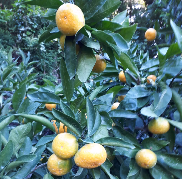 日南　2S・3S　5kg　訳あり