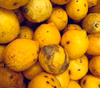 【加工用C級品】大崎上島産イエローレモン
