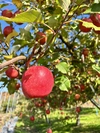 【百年の樹】先々代から守り続けてきたりんご 農薬60％減