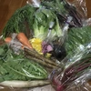 【月1定期】冬のおまかせ野菜セット 5-8 種類 