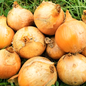 ★農薬不使用の玉ねぎ （小さめ）自家消費用の規格外【奈良県産】無農薬