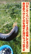 のらびのかわいいやわらか茄子