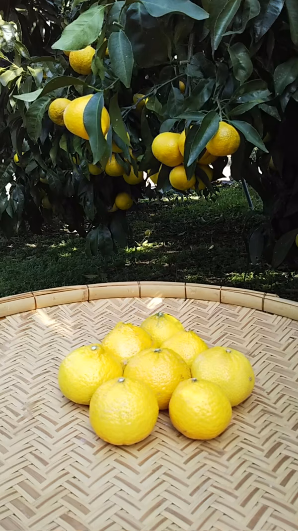 ラスト1箱　希少品種　　わけあり媛小春　4キロ