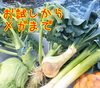 漁師畑そのまま福箱お試し～リクエストで随時増えますブロッコリネギ、玉ねぎいろいろ