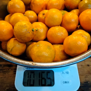 甘熟　シークワーサー