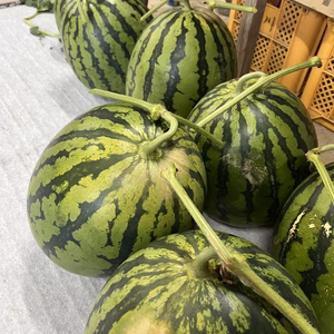 【重要!!訳あり!!】日焼け注意報 大玉すいか