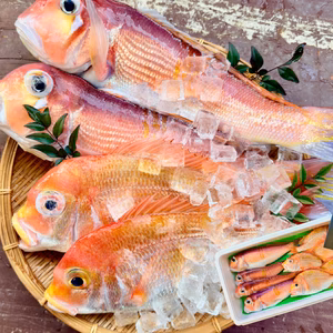 【白身魚の食べ比べ】甘鯛 × レンコダイ セット｜漁師直送