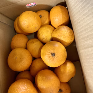 【産地直送】和歌山県産　家庭用ハッサク　大小サイズ混合　約5キロ