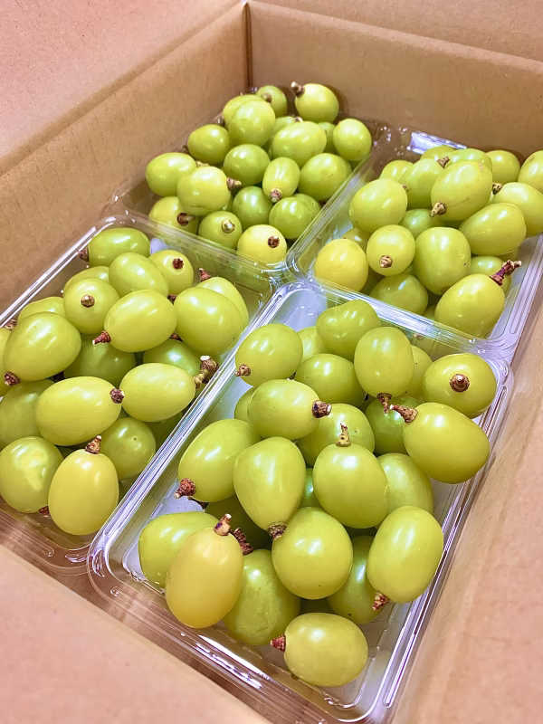 信州産 "粒盛り"『シャインマスカット』2パック〜