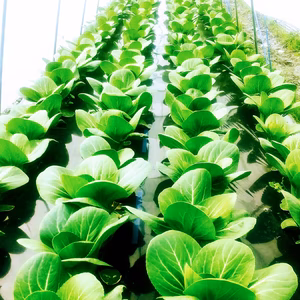 【個包装×6袋】マイクロチンゲン菜『コロポックル』12個☆太陽たっぷり香川県産