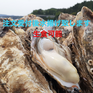 注文受付後水揚げ！生食可♪南三陸志津川産　真牡蠣8kg（kg/5〜8個）
