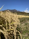幻の米ササシグレ（自然栽培） 玄米　2021年産