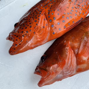 【魚突き】動画あり　傷ありアカハタ700g ユカタハタ800g鱗、内臓処理