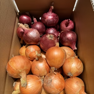 【農薬、除草剤不使用】淡路島玉ねぎ 紫玉ねぎ ハーフ＆ハーフ旨味の白と彩りの赤