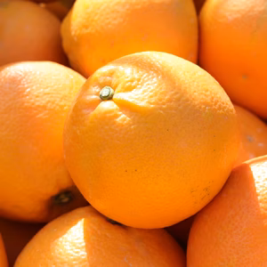 果汁あふれる果肉いよかん　3kg 若干傷あり