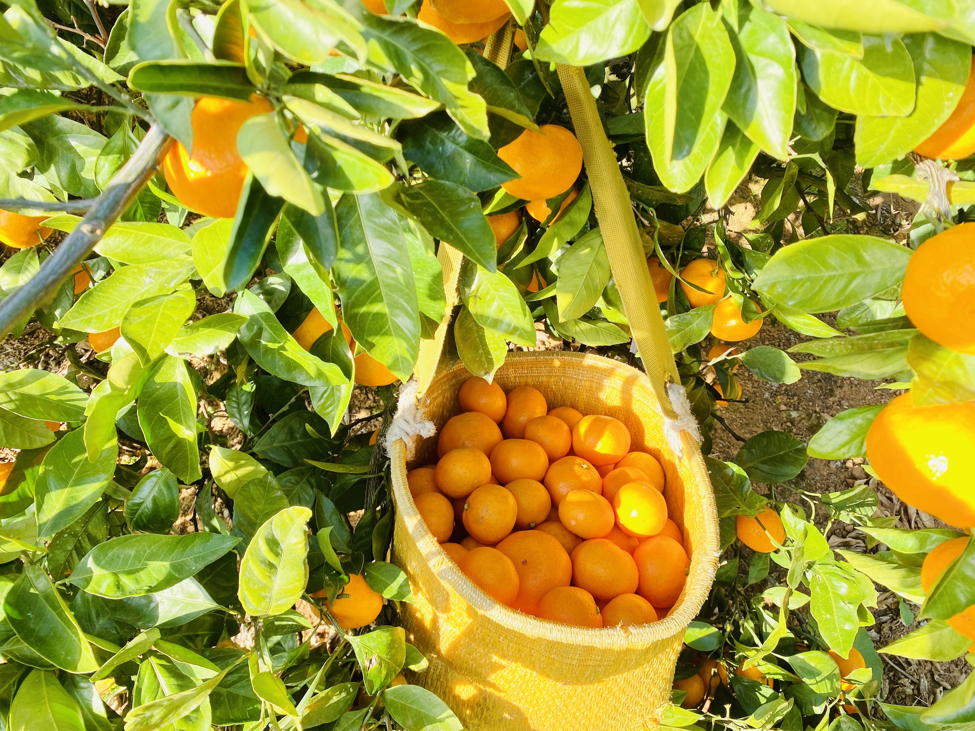 愛媛県八幡浜市｜オレンジグローブ タカシマ｜髙島建樹さんのみんなの