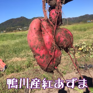 サイズ不揃い南房総鴨川産 紅あずま【2キロ〜】