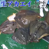 生アカエイ丸ごと一匹 小中サイズ（目安1.5kg～10kgの不定貫）エイヒレ