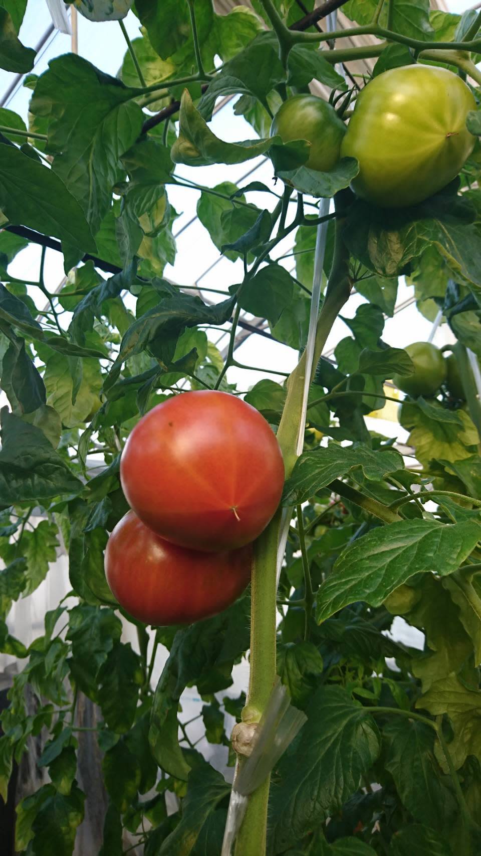 ウエタトマト de ドライトマト(クリックポスト)｜干し野菜・野菜