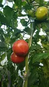 ウエタトマト de ドライトマト(クリックポスト)