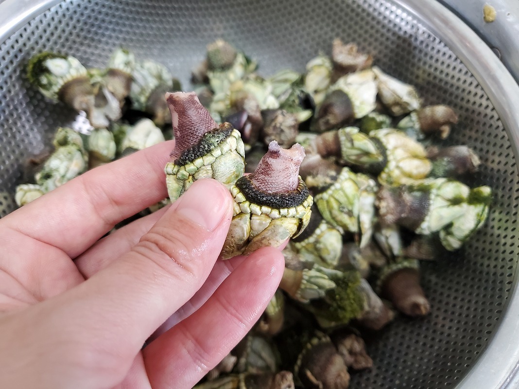 カメノテお味噌汁用 深島の幸 こぶりなカメノテと深島みそ ５ ７月発送 農家漁師から産地直送の通販 ポケットマルシェ