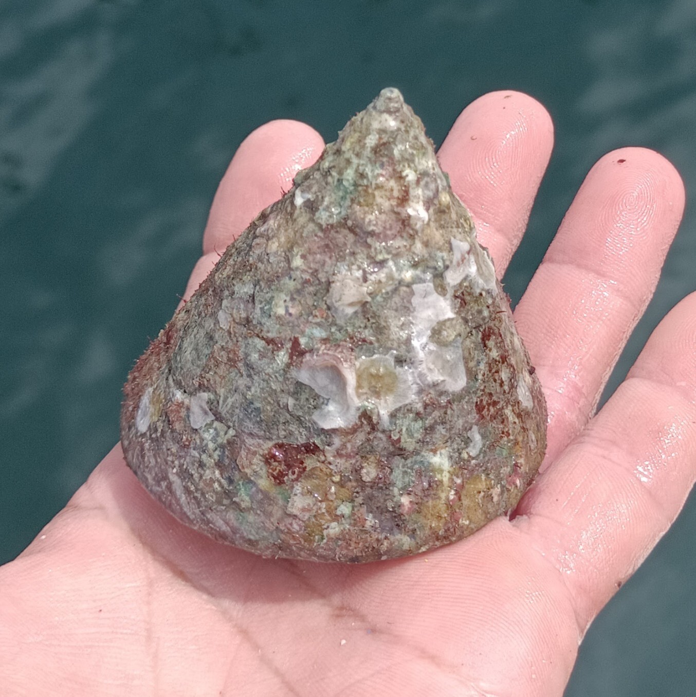 日向灘細島獲れ天然特大ギンタカハマ（広瀬貝）｜ミナ貝の商品詳細