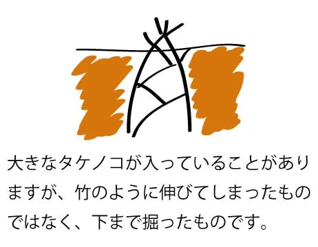 人気 採れたて新鮮タケノコ(真竹)❗️約10キロ❗️収穫出来次第で即日