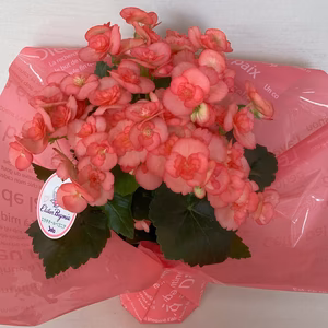 エラチオールベゴニア【ネッテフリンジ】4.5寸　ギザギザの花弁が可愛い人気品種！