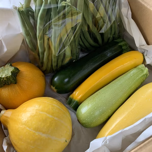 福島　高原の夏野菜セット　ズッキーニ、サヤインゲン、コリンキー