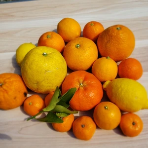 柑橘の宝石箱や‼️　5品種以上入　味くらべセット