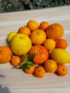 ブラッド、せとかなど旬の柑橘食べくらべ　お試しＢＯＸ