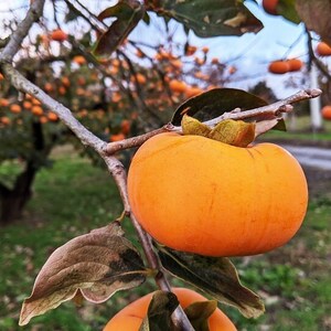 秋の味覚‼ 家庭用種なし柿　３kg（２０個前後入り）