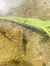 稲刈り前の特別価格‼️ コシヒカリ✳︎新潟米HAPPY✳︎