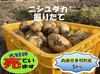 掘りたて、新ジャガイモ、ニシユタカ