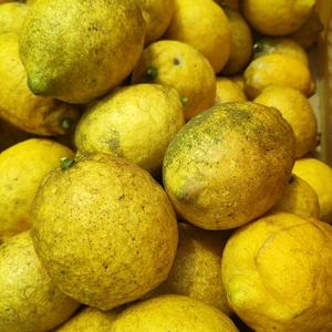 【訳あり】【無農薬】【完熟】広島県産レモン4kg