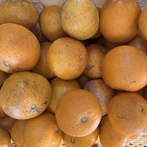 2026 家庭用 木なり紅八朔  大玉 農薬不使用 和歌山県産木成り紅はっさく 